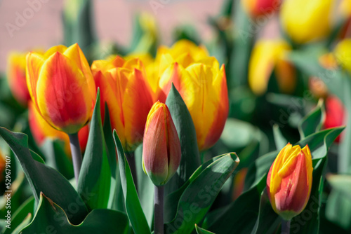 Large orange-yellow tulips in a flower bed.