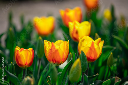 Large orange-yellow tulips in a flower bed.