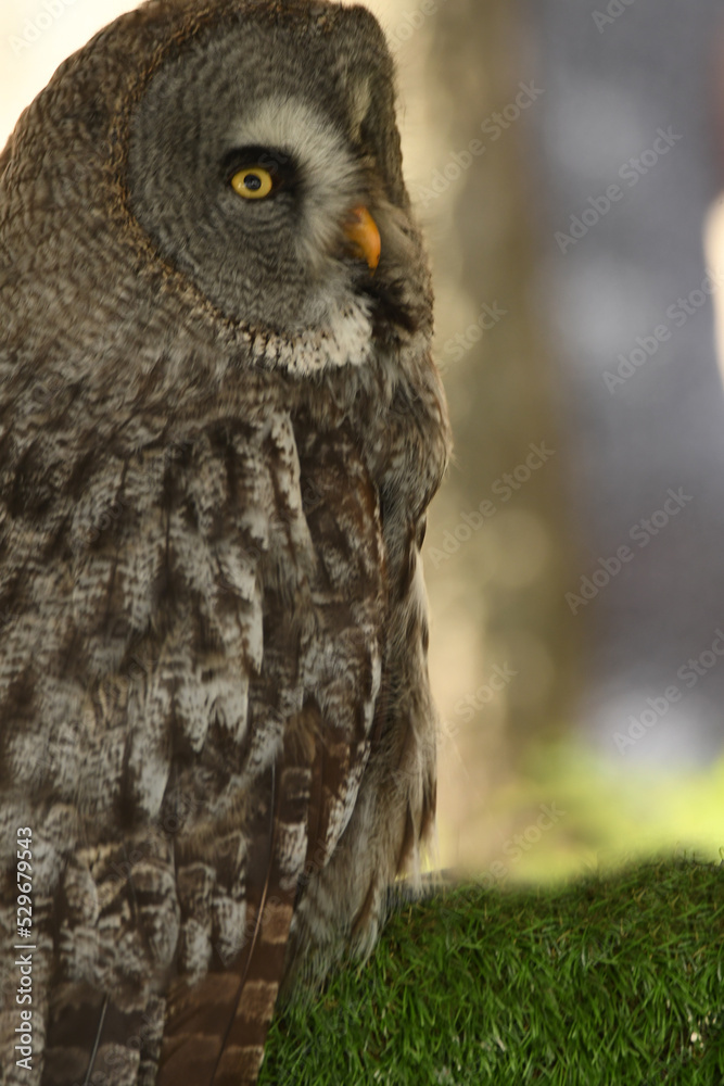 Fototapeta premium Strix nebulosa (carabo lapón) en el bosque
