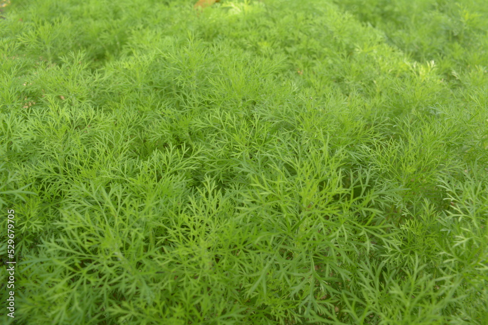 Unfocus of Anethum graveolens. Adas sowa is a type of flowering plant and annual plant from the Apiaceae family. Unfocus of Anethum graveolens. Adas sowa is a type of flowering plant and annual plant from the Apiaceae family.