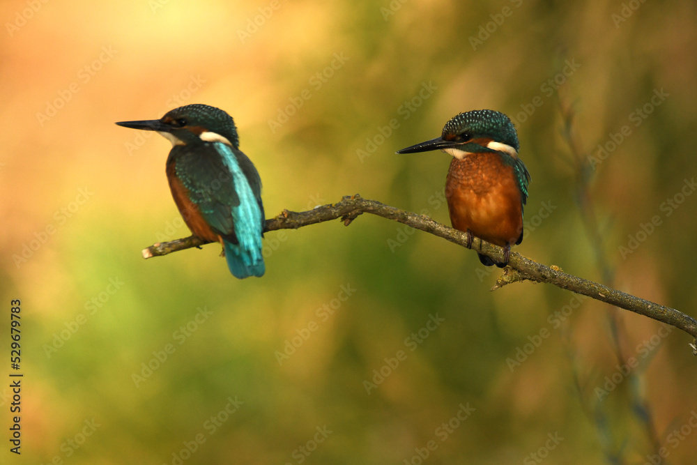 Fototapeta premium martin pescador posa en su rama