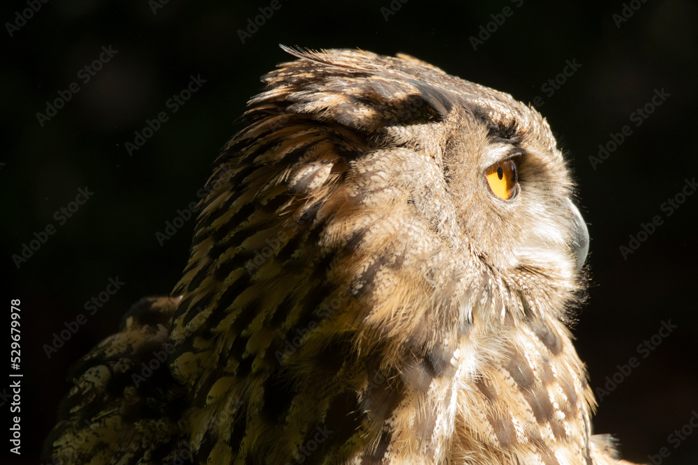 primeros planos de cabeza de buho real Stock Photo Adobe Stock