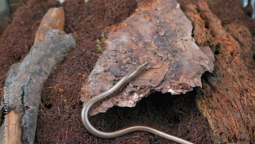 Slow Worm Crawling On The Ground Close-Up She Sticks Out Her Tongue Sniffig