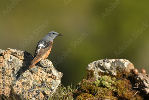 roquero rojo en primavera