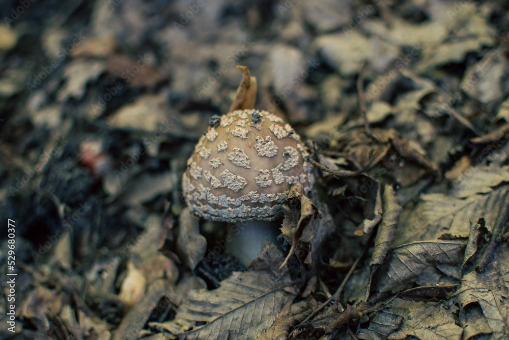 mushroom on the ground