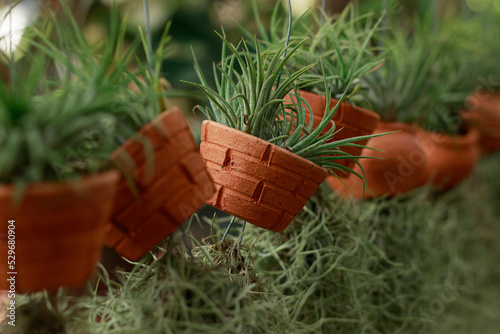 Tillandsia baileyi or airplant and airplant moss or spanish moss in hanging pots photo