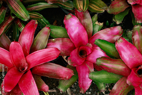 Принти на полотні Top view of colorful Neoregelia carolinae or blushing bromeliad