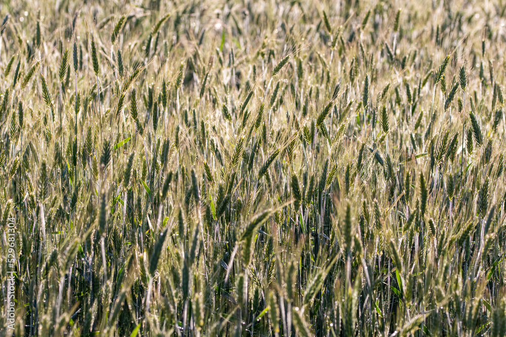 Cereal in the field before harvest on a sunny summer day. Summer. Day.
