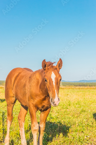 Beautiful young brown horse portrait in the sunlight