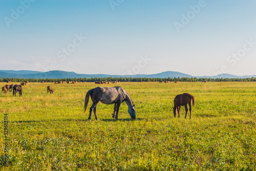 Beautiful young brown horse portrait in the sunlight
