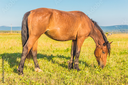 Beautiful red horse eating grass in summer field with young 