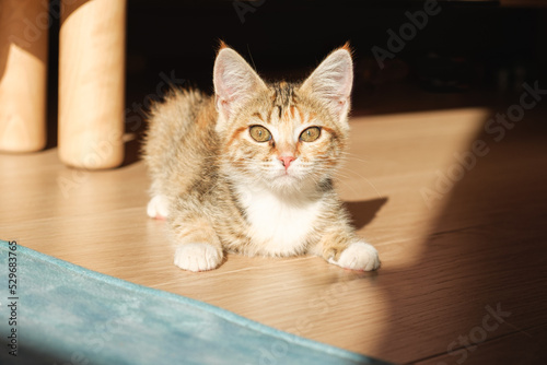 Portrait of a small tricolor cat. A mongrel kitten lies on the floor in the apartment.