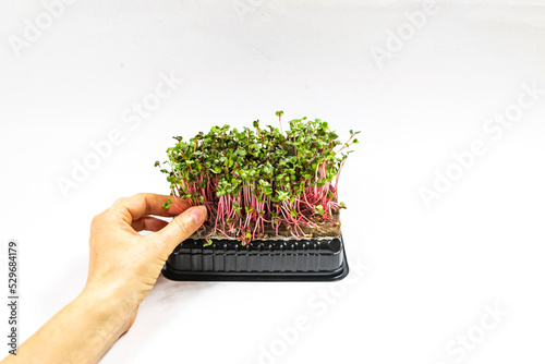 Woman's hand plucks microgreen of Radish Coral sprouts. White background. photo