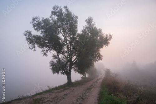 misty morning in the forest © Александр Арендарь
