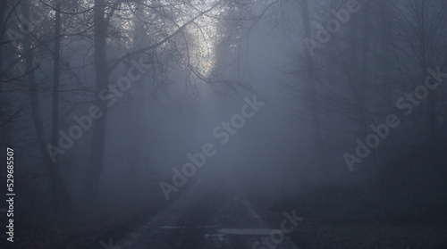 Tree branches hanging over a road on a very foggy fall day in the Palatinate forest of Germany.