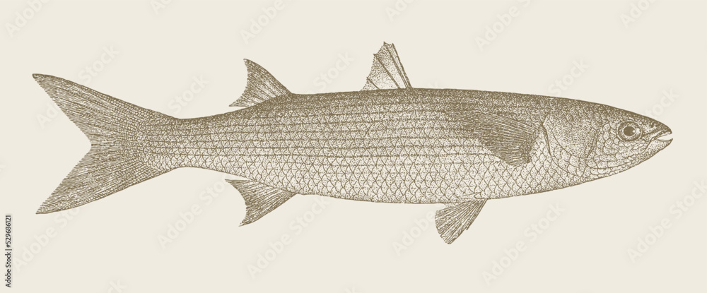 Poster Golden grey mullet chelon aurata, freshwater fish in side view ...
