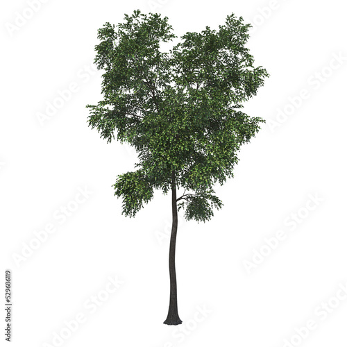 deciduous tree  isolate on a transparent background  3d render