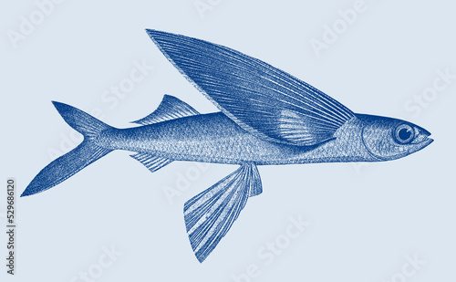 Tropical two-wing flyingfish exocoetus volitans, marine fish in side view