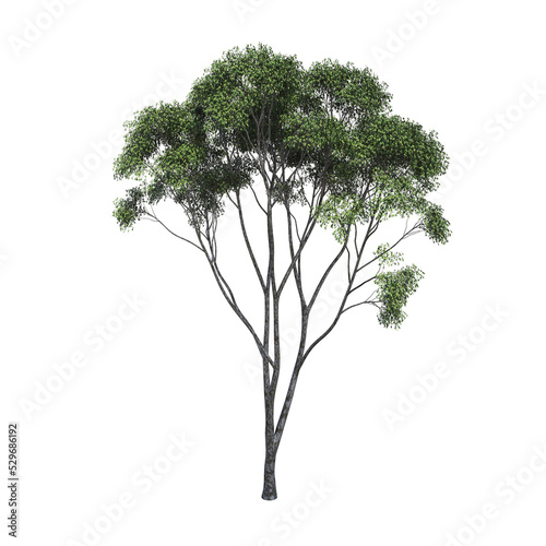 deciduous tree  isolate on a transparent background  3d render