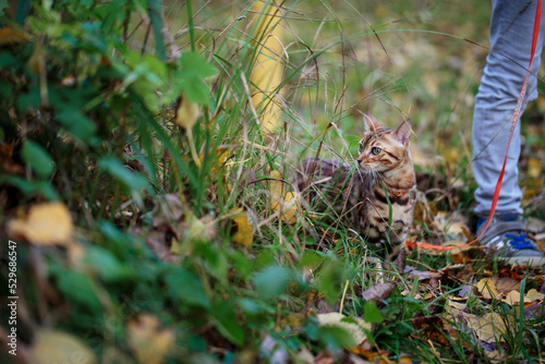 Outdoor Excursion with Bengal Cat