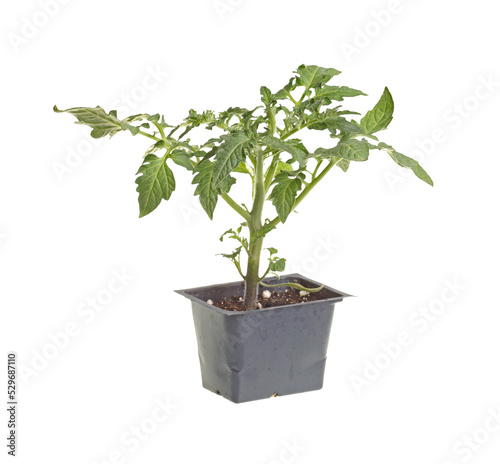 Seedling of a tomato (Solanum lycopersicum or Lycopersicon esculentum) in a black plastic pot ready to be transplanted into a home garden isolated