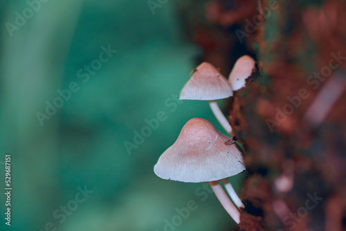 Mushrooms in the forest