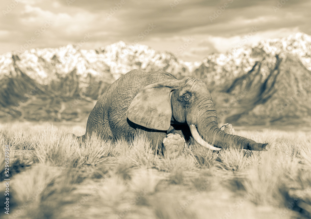 Fototapeta premium african elephant is resting in plains and mountains cool view