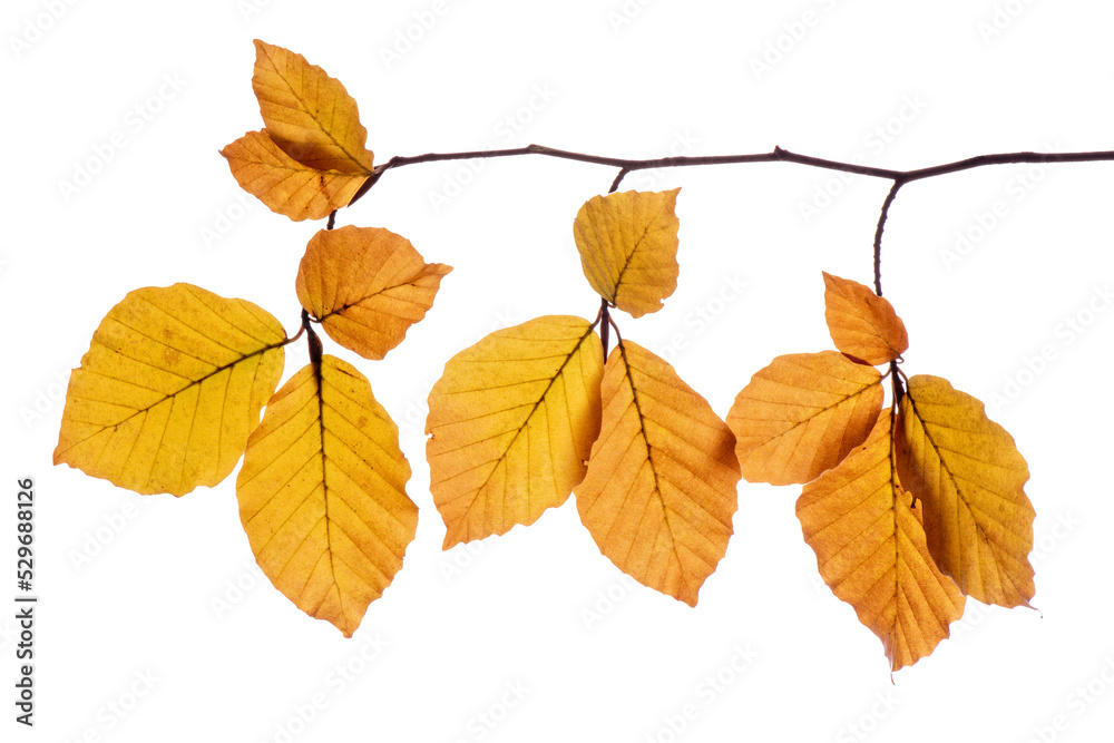 Blätter einer Buche im Herbst Blätter einer Buche im Herbst