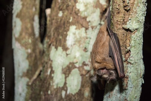 Roosting Great Fruit-Eating Bat in Calakmul Biosphere Reserve, Mexico.