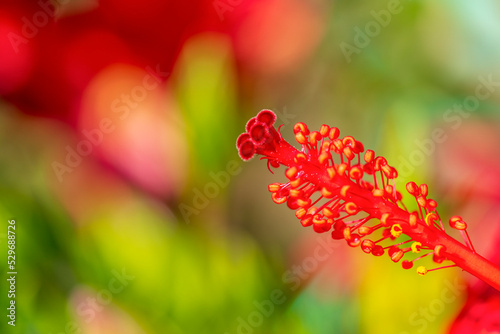 Hibiscus pistil