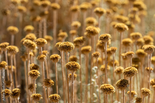 Field of dried yellow flowers of immortelle or everlasting (Helichrysum arenaria) illuminated by evening light photo