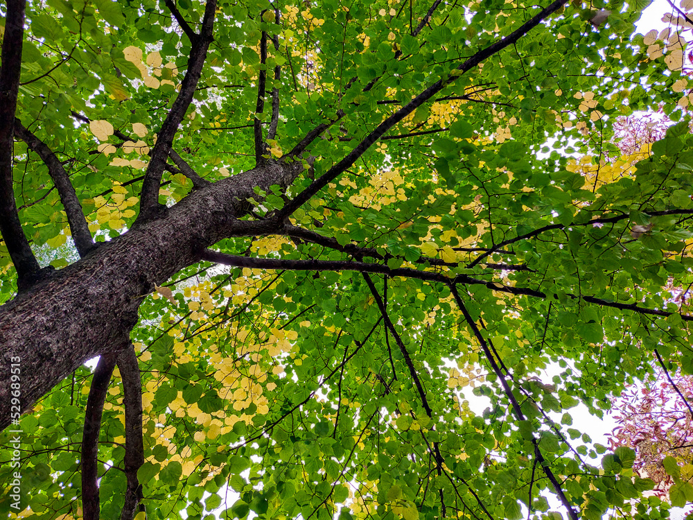 Obraz premium A large autumn tree with green and yellow leaves. A huge lime tree in the forest
