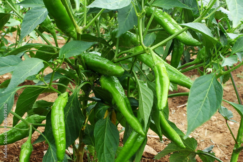 fresh organic green chili pepper or chillies on plant in garden ready for harvesting fresh organic green chili pepper or chillies on plant in garden ready for harvesting
