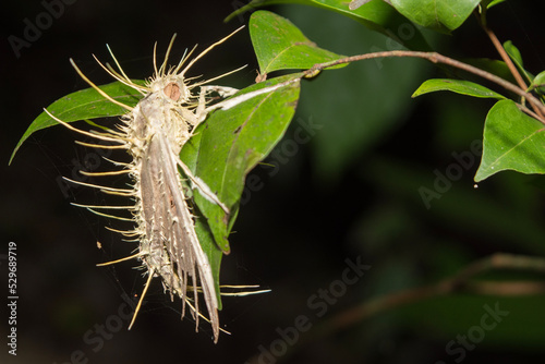 Cordyceps Infestation of a Moth in Calakmul Biosphere Reserve, Mexico.