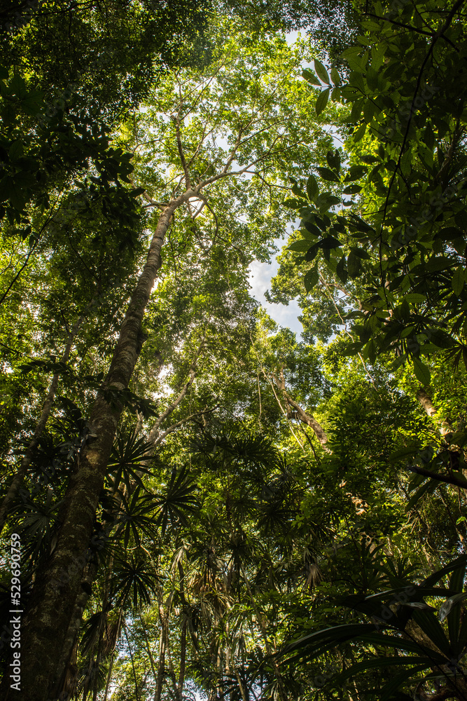 Fototapeta premium Forest Canopy of Calakmul Biosphere Reserve, Mexico.