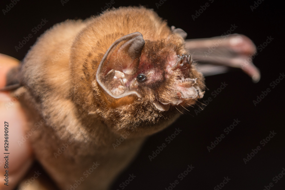 Ghost-faced Bat Caught Mist Netting in Calakmul Biosphere Reserve, Mexico.