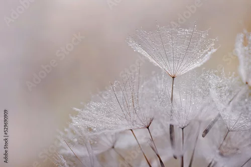 Panel kuchenny z motywem Dandelion