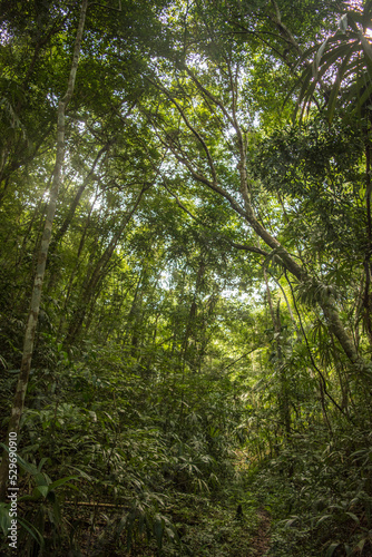 Forest Canopy of Calakmul Biosphere Reserve  Mexico.