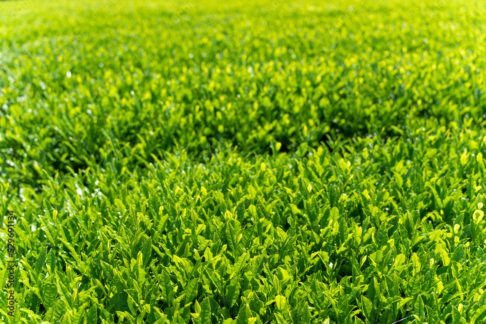 茶畑・茶葉 茶畑・茶葉