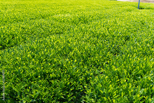 茶畑・茶葉