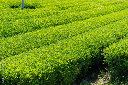 茶畑・茶葉