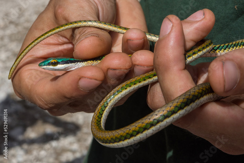 Mexican Parrot Snake in Calakmul Biosphere Reserve, Mexico.