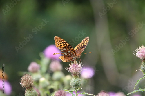 butterfly on a flower