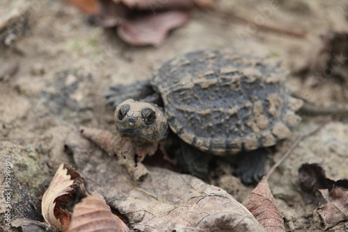 turtle on the ground