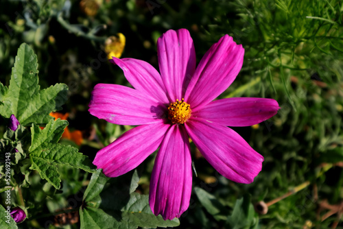 Blüten, Blumen, Blume, Blüte