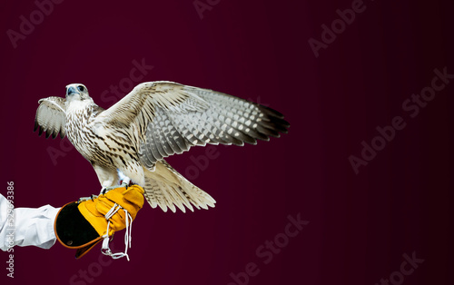 Arabian Falcon from doha Qatar 10-09-2022