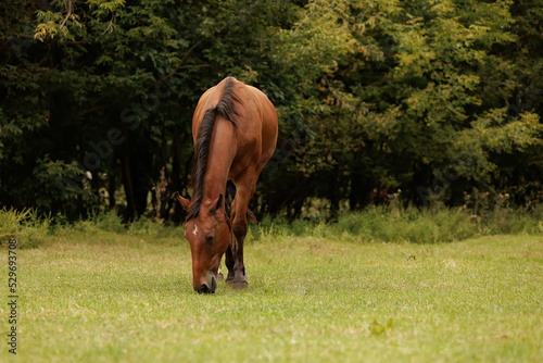 On the lawn in autumn the horse grazes in the autumn park