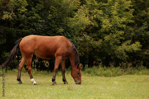 A horse walks and eats grass in the autumn pasture
