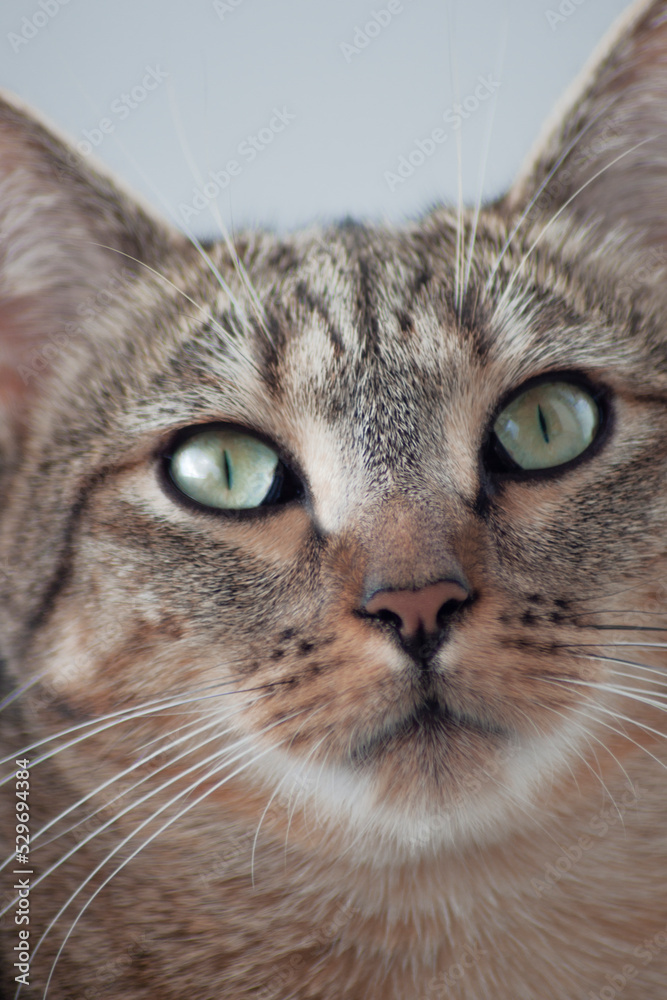 Close up of a tabby cat face