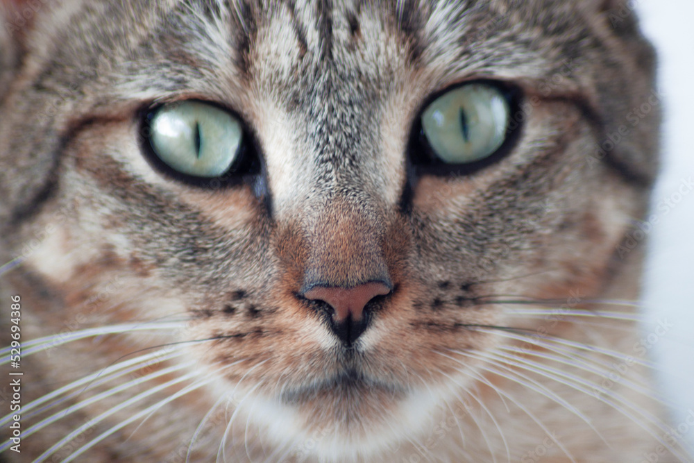 Close up to a cat face. Tabby short hair cat watching in the camera